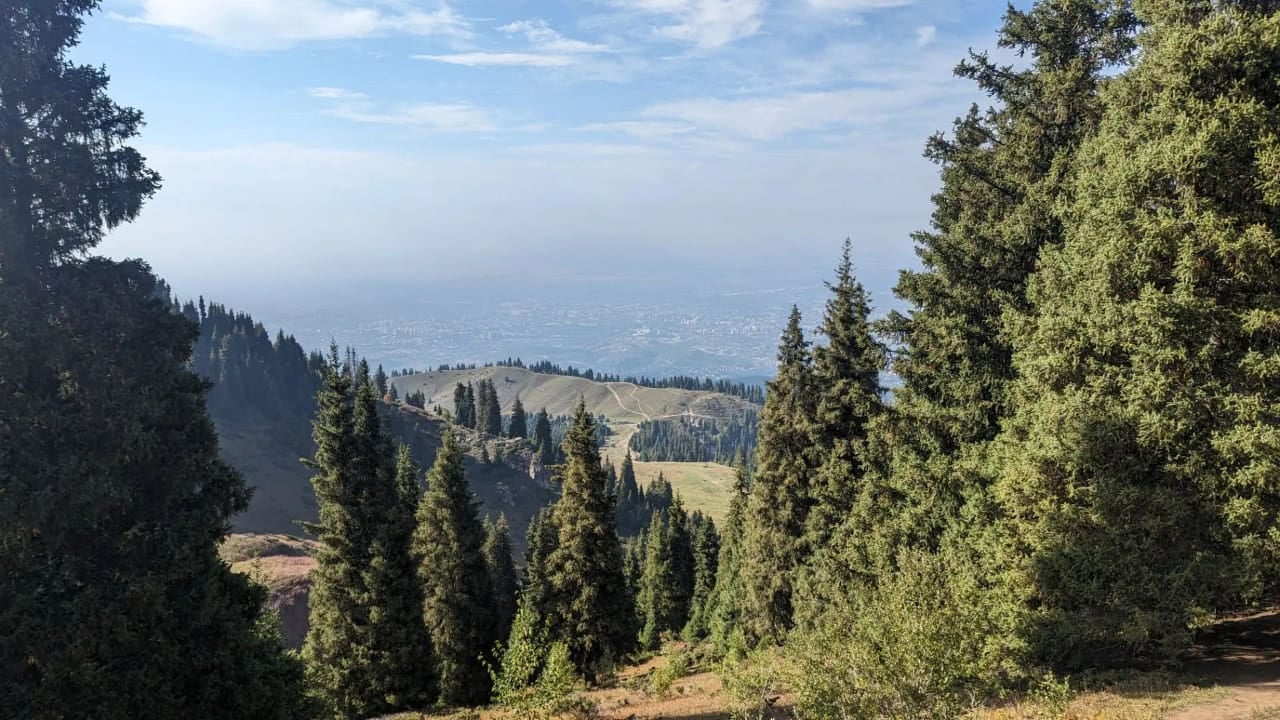 Green forest on mountain slope