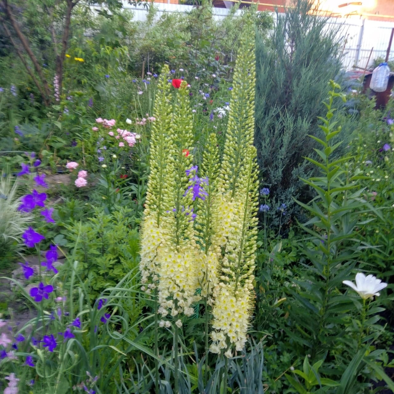 Лилейник в саду