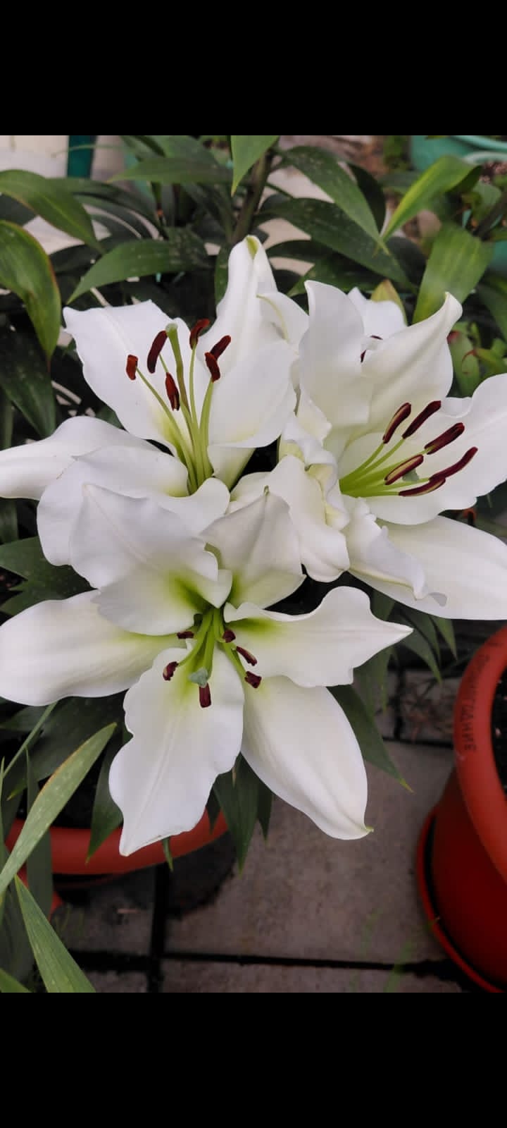 White lilies close-up