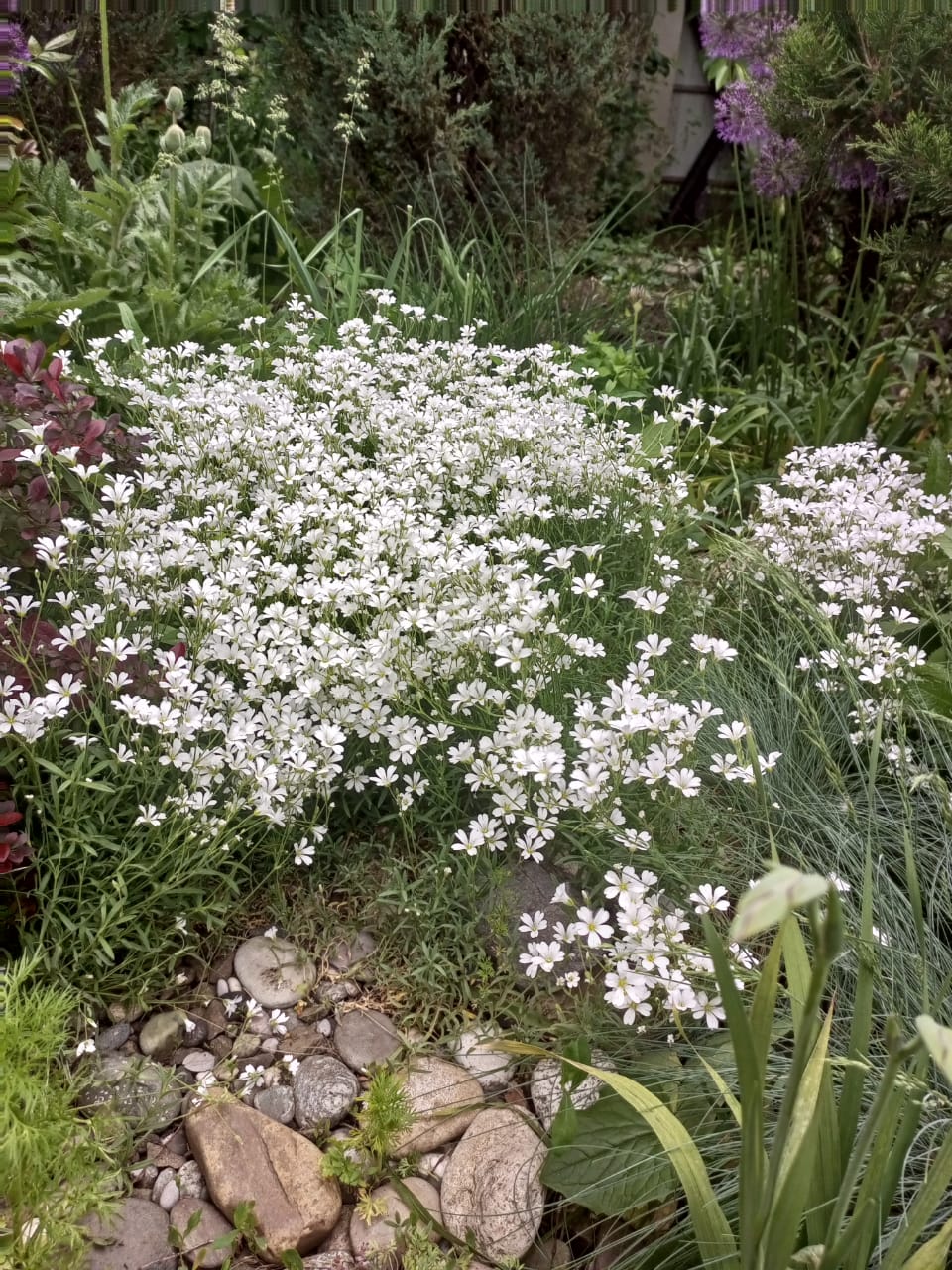 White daisies in the garden