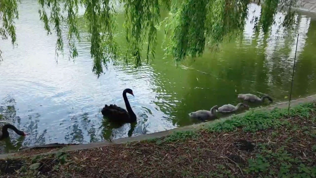 White swans on green water. White swans are swimming on green water.