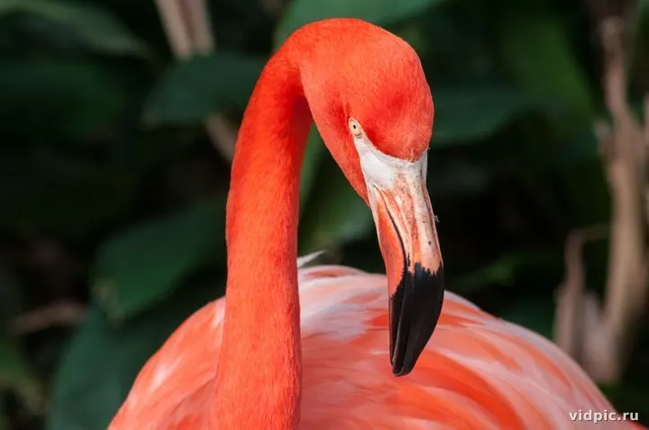 American Flamingo Phoenicopterus ruber. Bright American flamingo stands majestically against a green garden background.