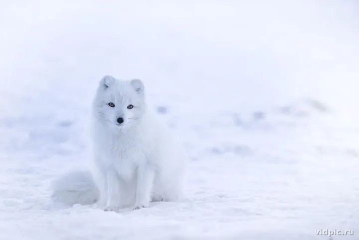 Arctic Fox (Vulpes lagopus) in Winter Coat in the Snow, Iceland. An arctic fox with its winter coat is seen in the snow in Iceland.