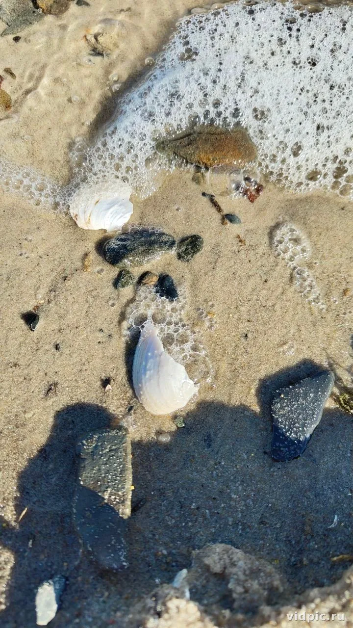 White shells on sand by the sea. White shells and stones lie on a sandy beach by the sea, surrounded by foamy water.