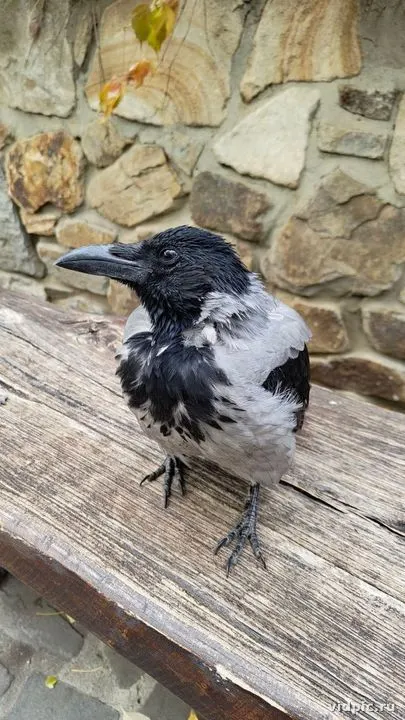 Black and white crow on a wooden bench near stone wall. A black and white crow sitting on a wooden bench near a stone wall.