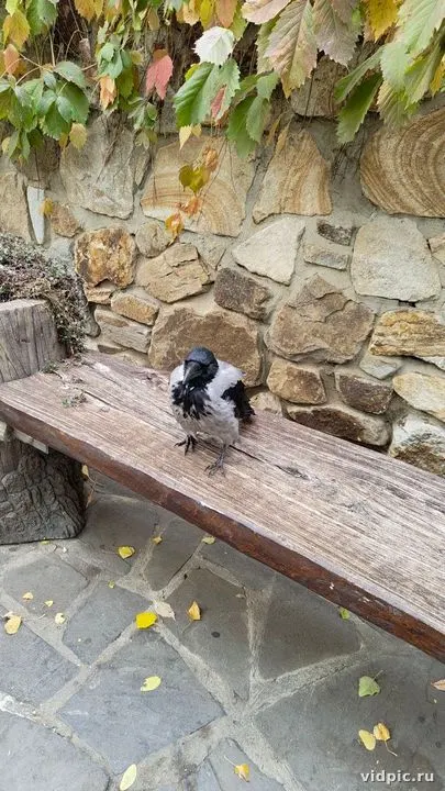 Black and white crow on a bench by stone wall. A black and white crow perched on a wooden bench by a stone wall.