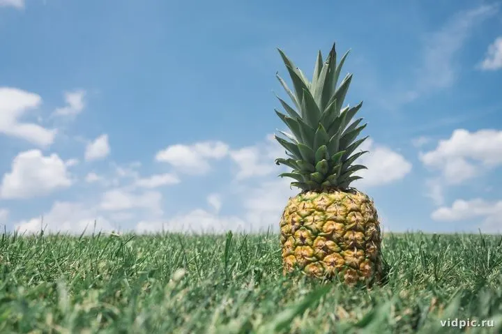 Aromatic pineapple on a green lawn. A ripe pineapple lies on a green lawn under a blue sky with white clouds, perfect for summer and tropical themes.