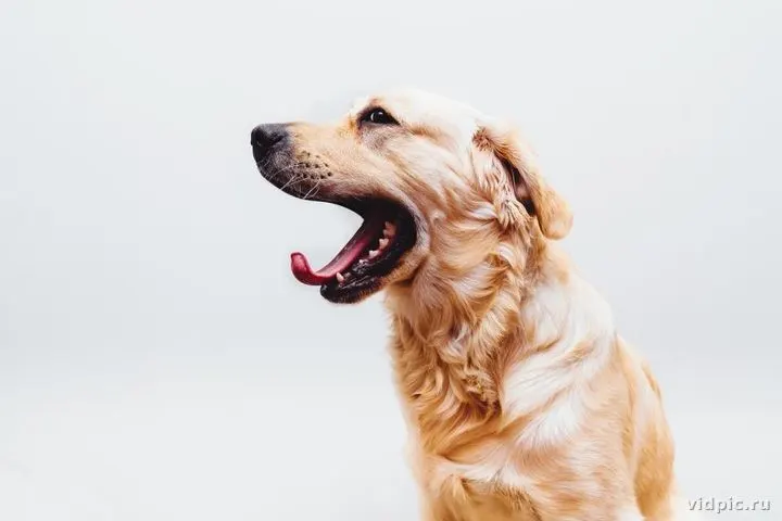 Golden Retriever on white background. A photograph of a Golden Retriever on a white background.
