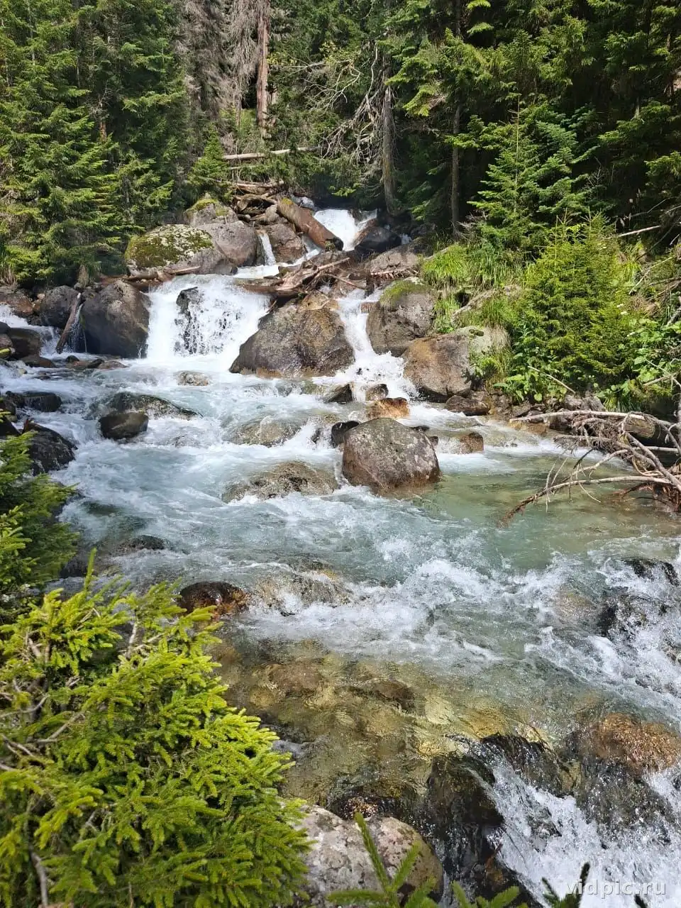 Mountain stream in the forest. A clear mountain stream flows among rocks and trees in the forest.
