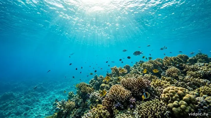 A vivid underwater world with tropical fish.