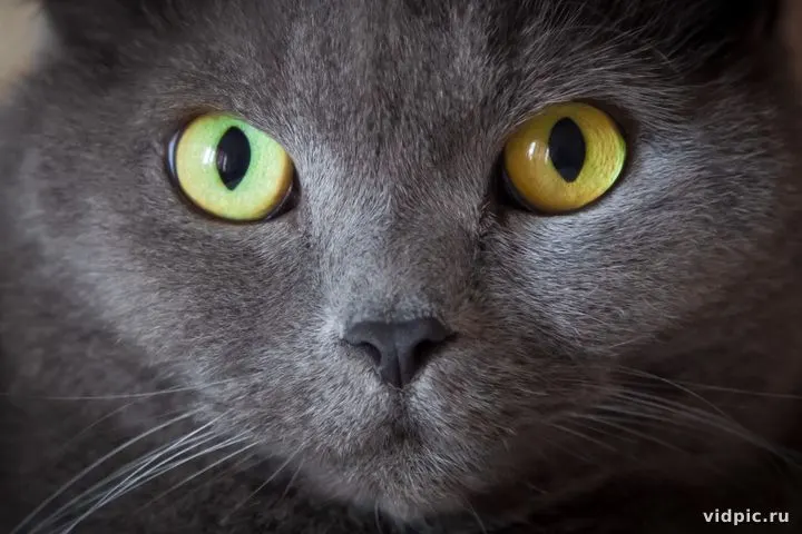 Gray cat with amber eyes. Close-up of a gray cat with bright amber eyes.