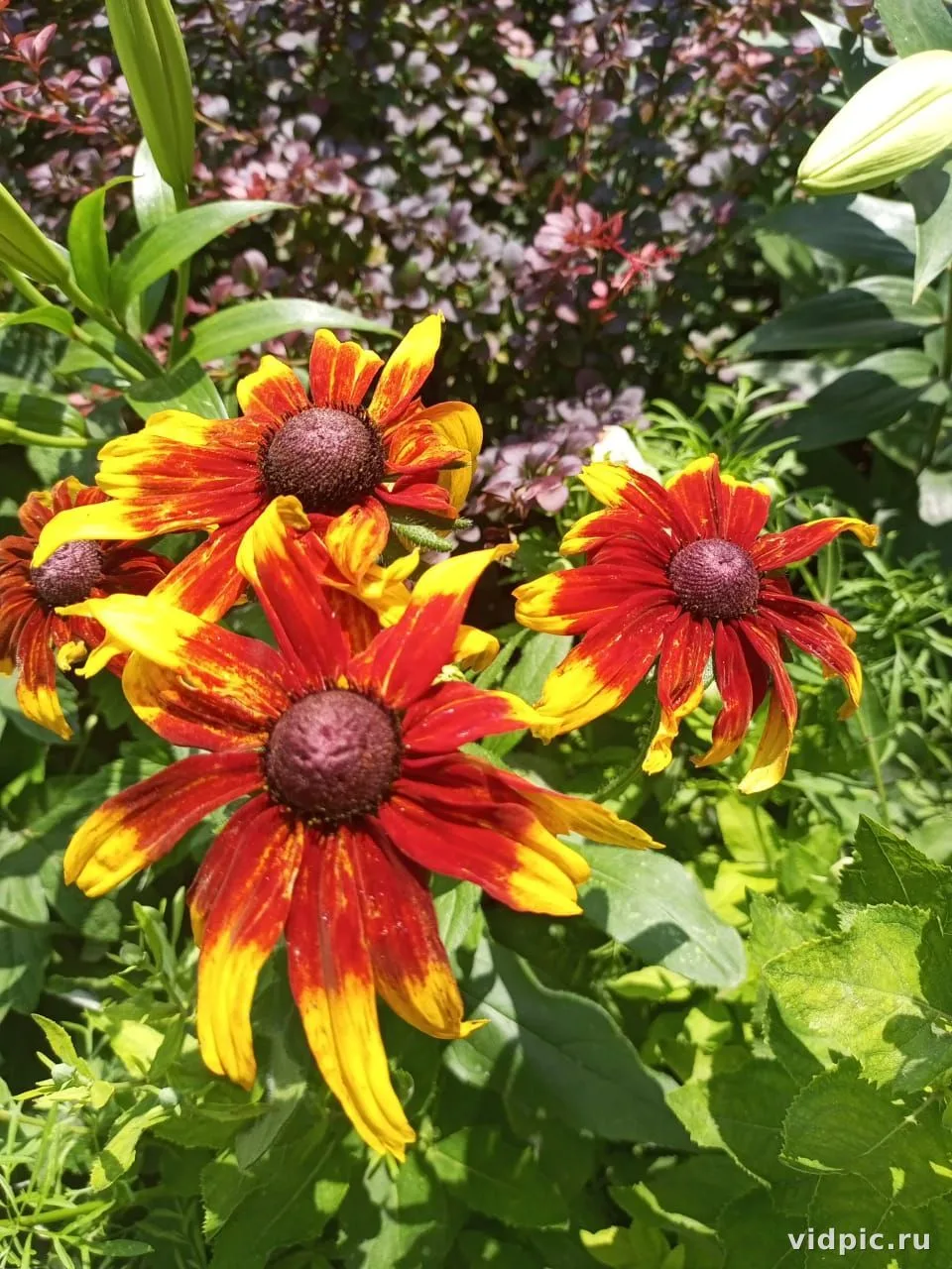 Red Echinacea in the Garden. Vibrant red Echinacea flowers against a green background.