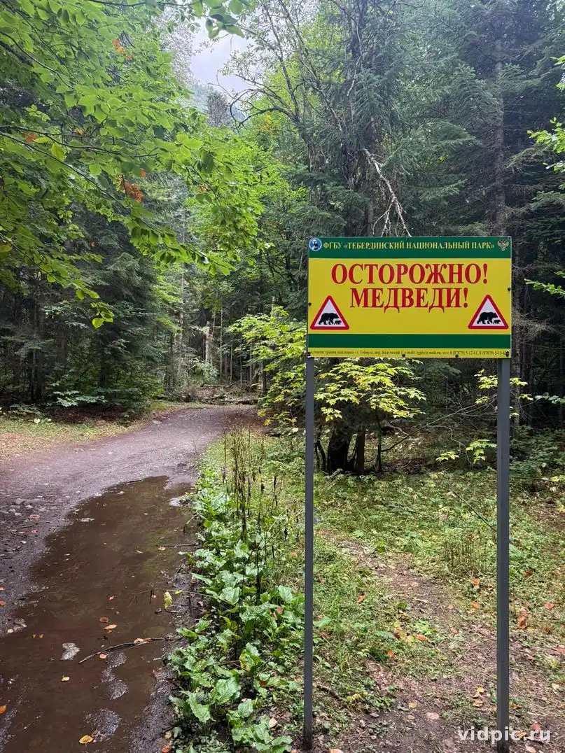 Forest road with warning sign. A dirt path in the forest with a warning sign about bears.