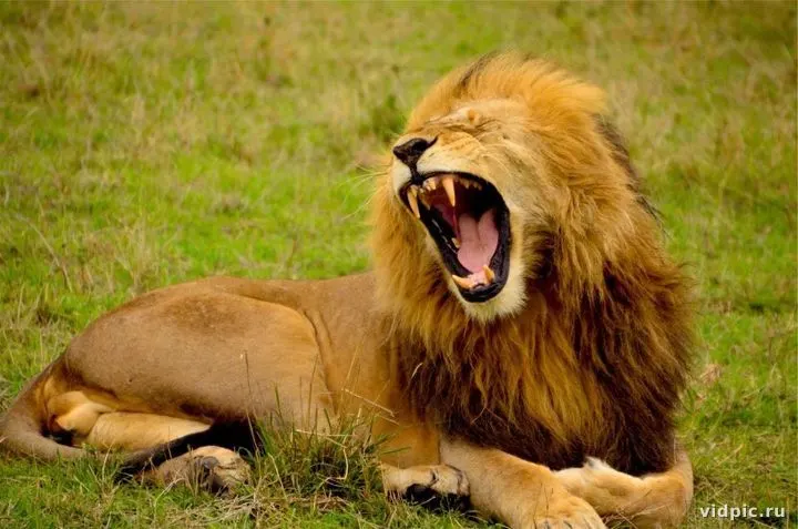 Lion with red mane on green grass. A lion with a red mane lying on green grass.
