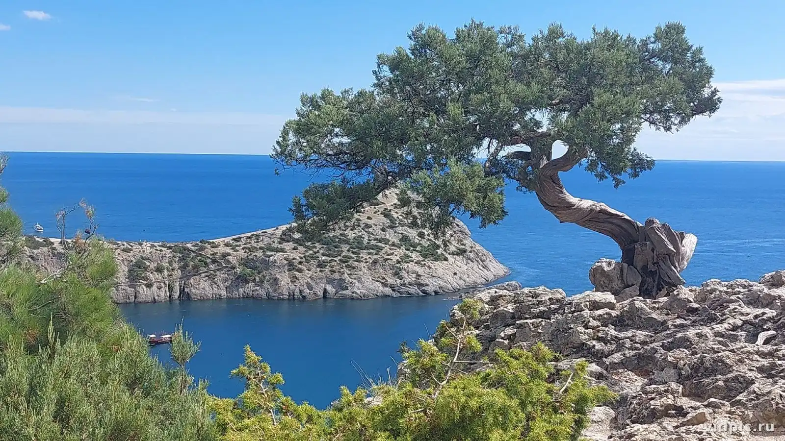 A solitary tree grows on a rocky shore by the sea. The water is turquoise, the sky is clear and blue. Perfect for relaxation and inspiration.