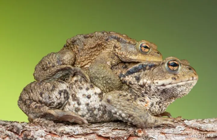 Обычная жаба (Bufo bufo) во время амплексуса. На фотографии изображена обычная жаба вида Bufo bufo, участвующая в процессе амплексуса.