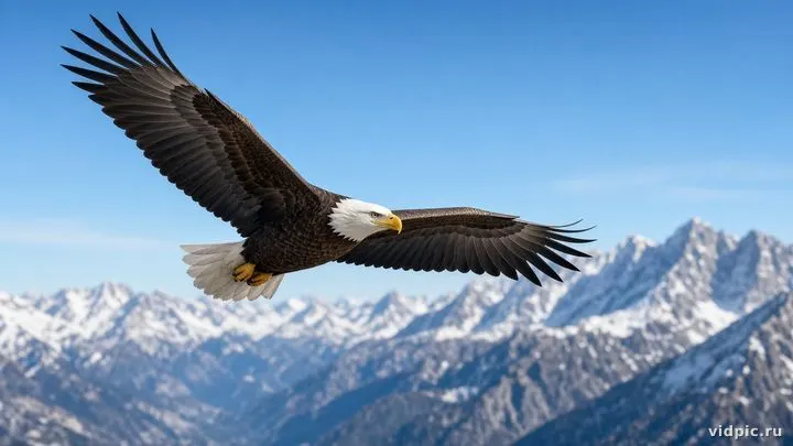 A majestic eagle with outstretched wings.
