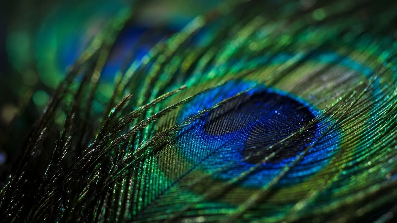 Peacock feathers. Iridescent peacock feather patterns in close-up.