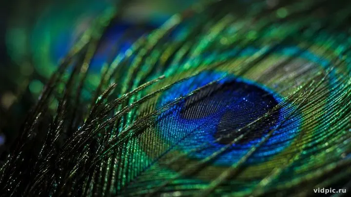 Iridescent peacock feather patterns in close-up.