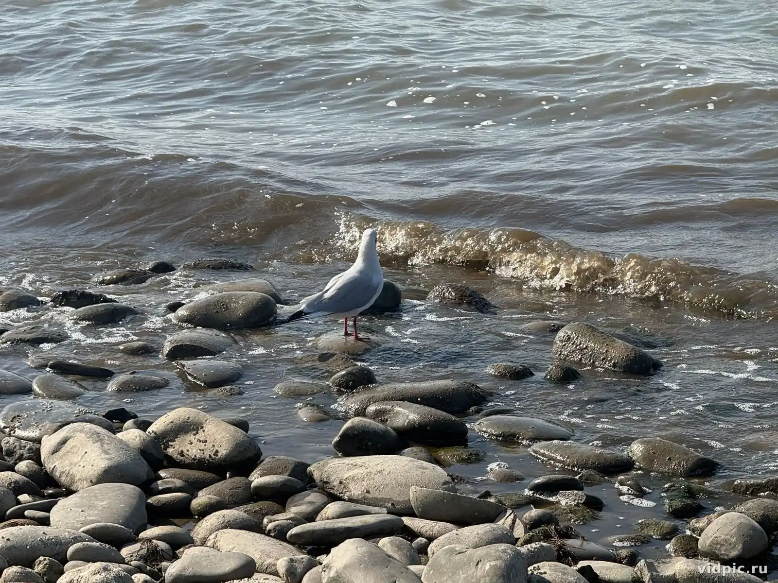 Gray seagull on rocks by the water. A gray seagull standing on rocks by the water. Краснодарский край, Россия