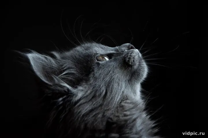 Gray kitten with emerald eyes. A gray kitten with bright green eyes looking upwards.