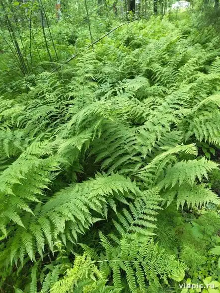 Close-up of green ferns in a forest setting. Perfect for garden design and botanical illustrations.