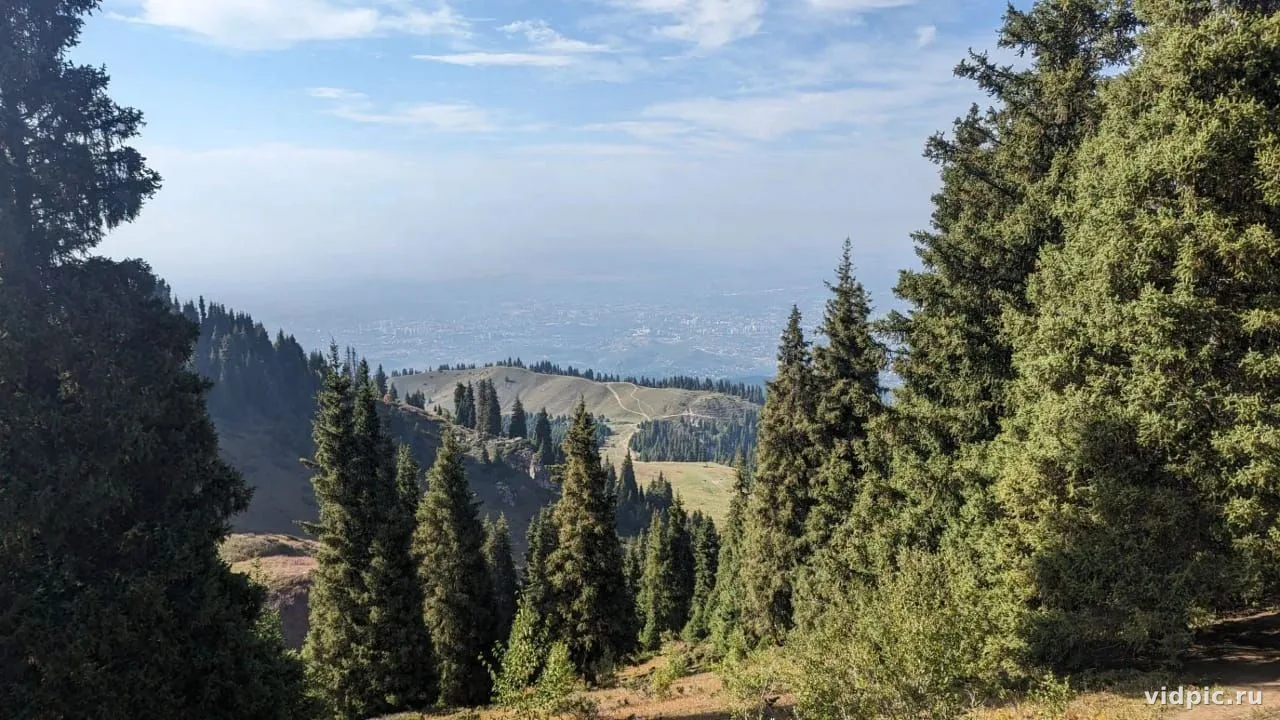 Green forest on mountain slope. A mountain slope covered with dense green forest.