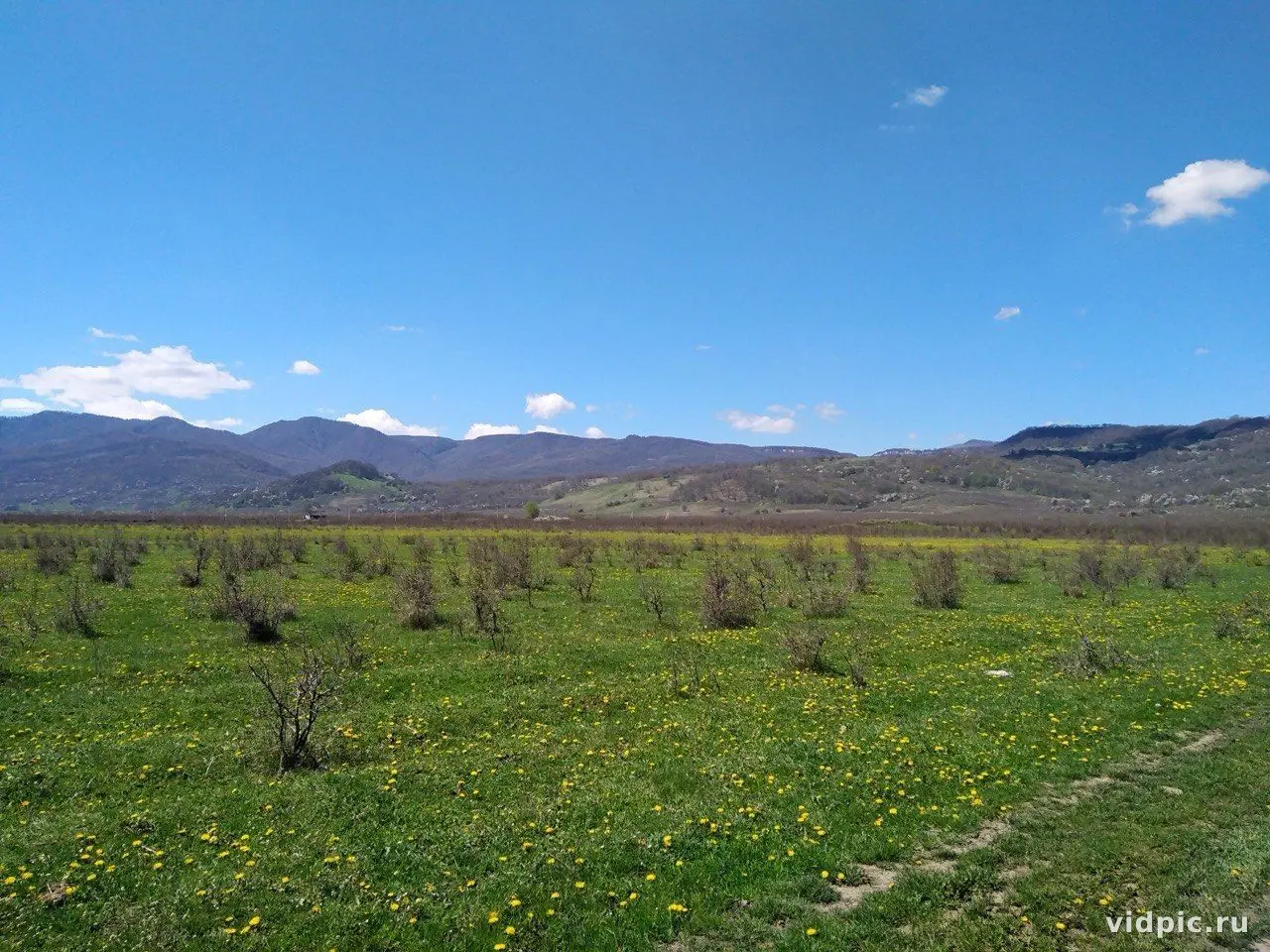 Yellow flowers on a green field at the foot of the mountains. A field at the foot of the mountains is covered with yellow flowers.