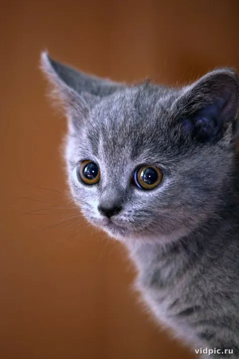 Gray kitten with amber eyes. A small gray kitten with large amber eyes looking at the camera.